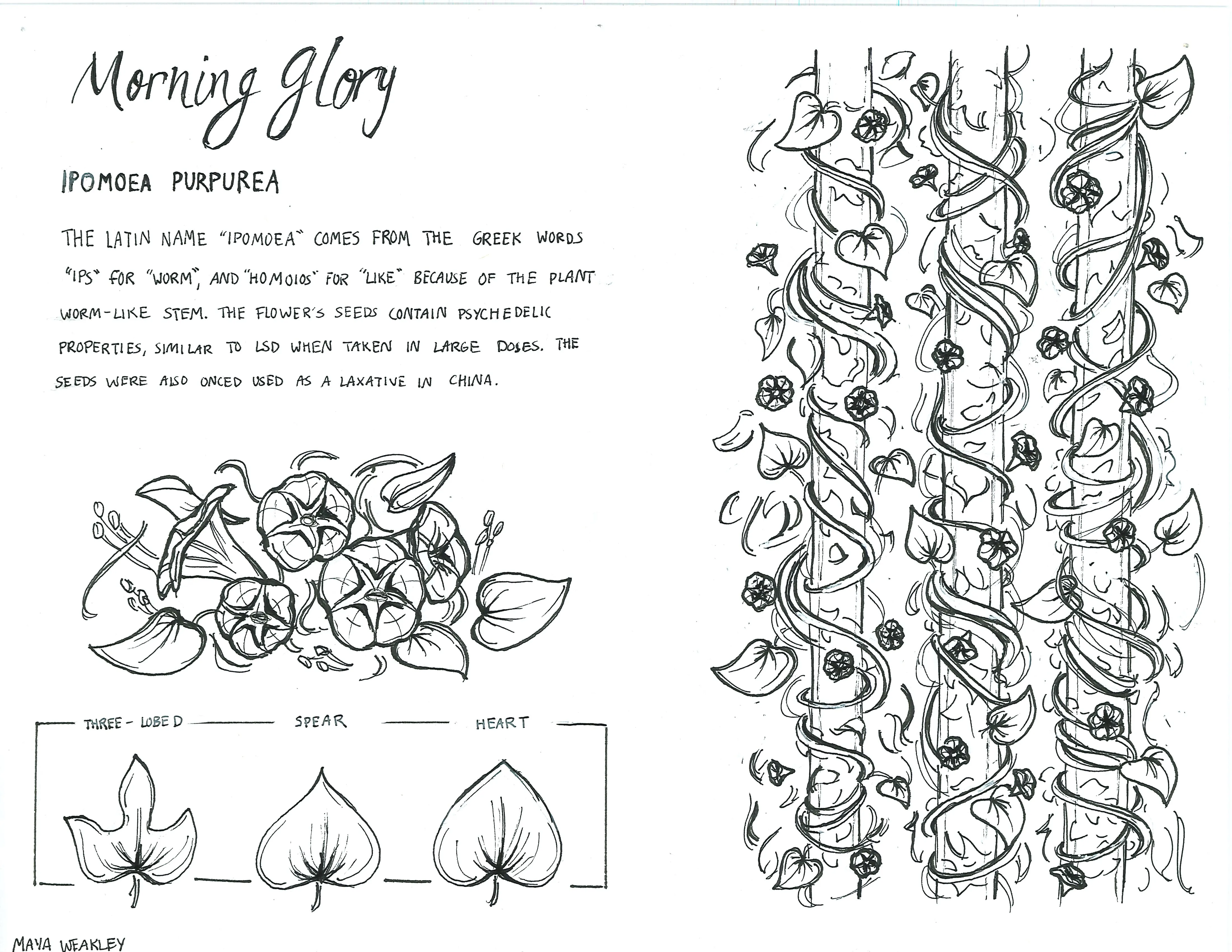 Hand-sketched artwork depicting morning glory’s intricate stem, flower, and various types of leaves.